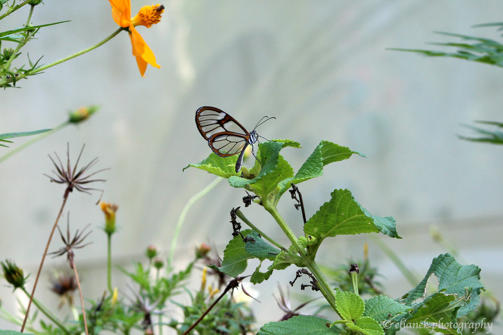 Glasswing butterfly (Greta oto), a rare butterfly