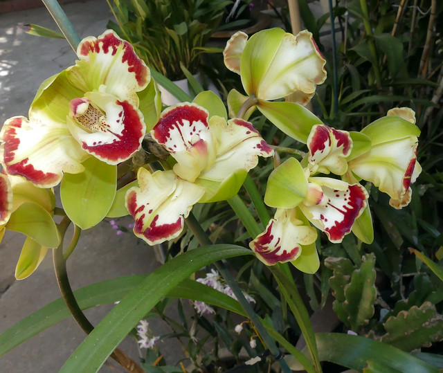 Cymbidium Vidar 'Harlequin' peloric  hybrid orchid