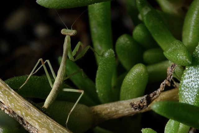 Praying Mantis on Succulent