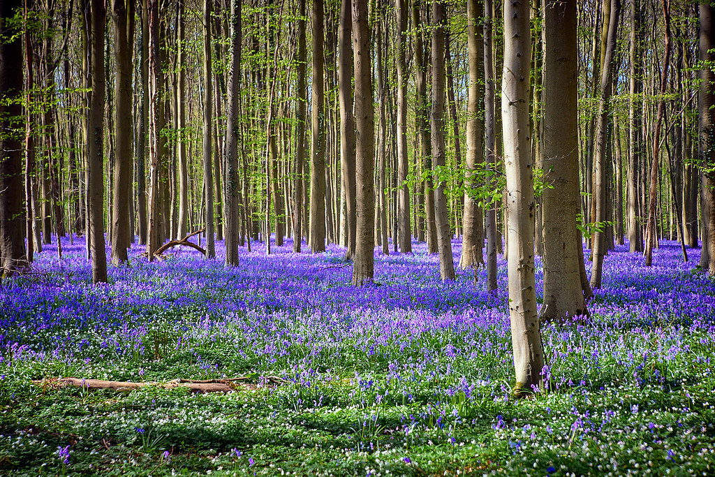 April | M Forest | Flickr