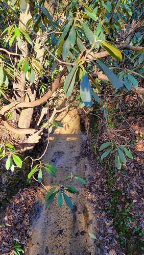 Steambank by grinnin1110, Oconee bells line the moist soil on the right side of Oconee Bells Nature Trail streambed, shaded by
