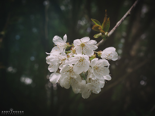 A bundle of blossom