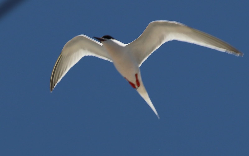 Roseate Tern flying