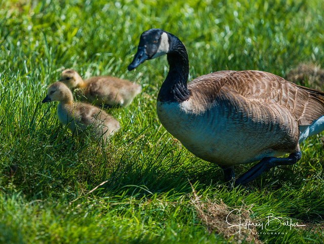 Canadian Geese family-744760