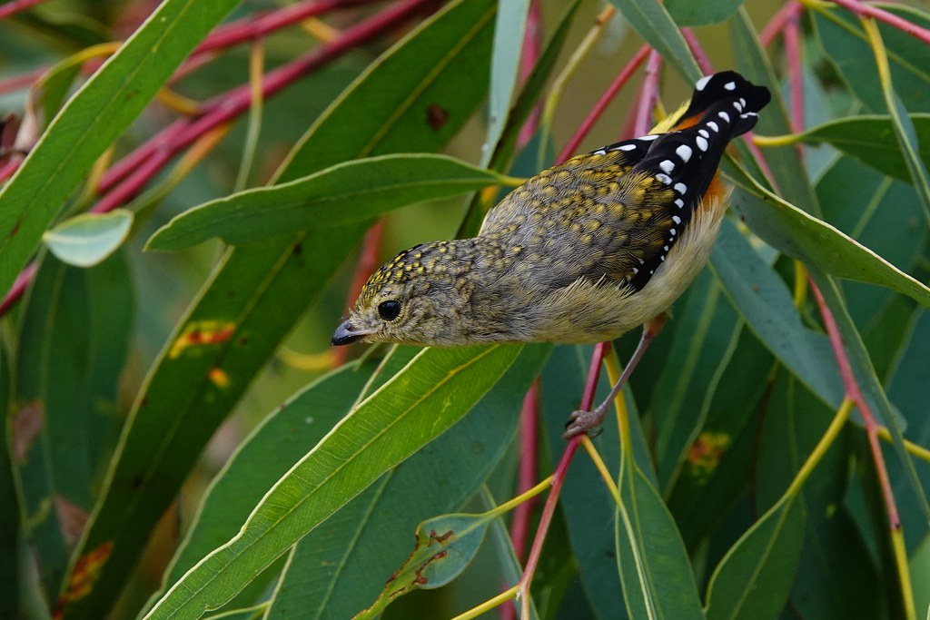 Spotted Pardalote (F)