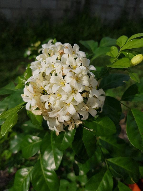 Murraya paniculata (L.) Jack Rutaceae-Orange Jasmine, ดอกแก้ว  5