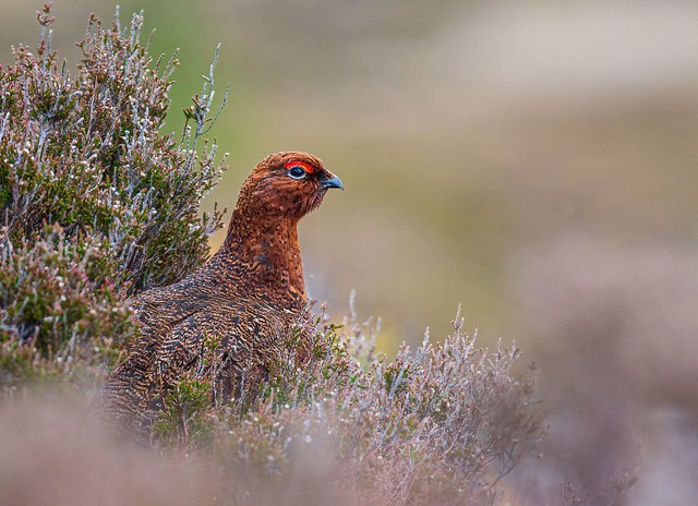 Male Red Grouse, Wicklow Mountains.