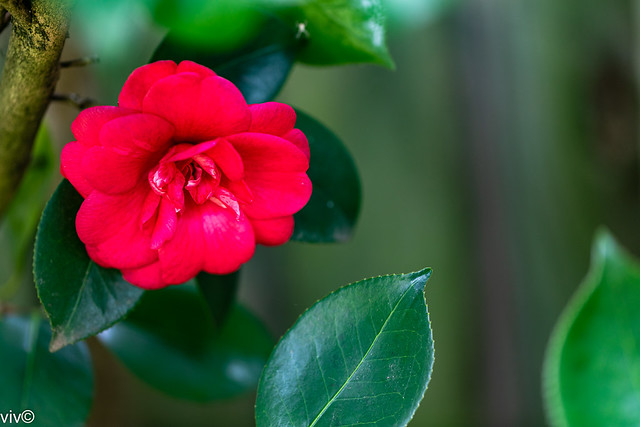 First of this season's red Camellia bloom from our garden