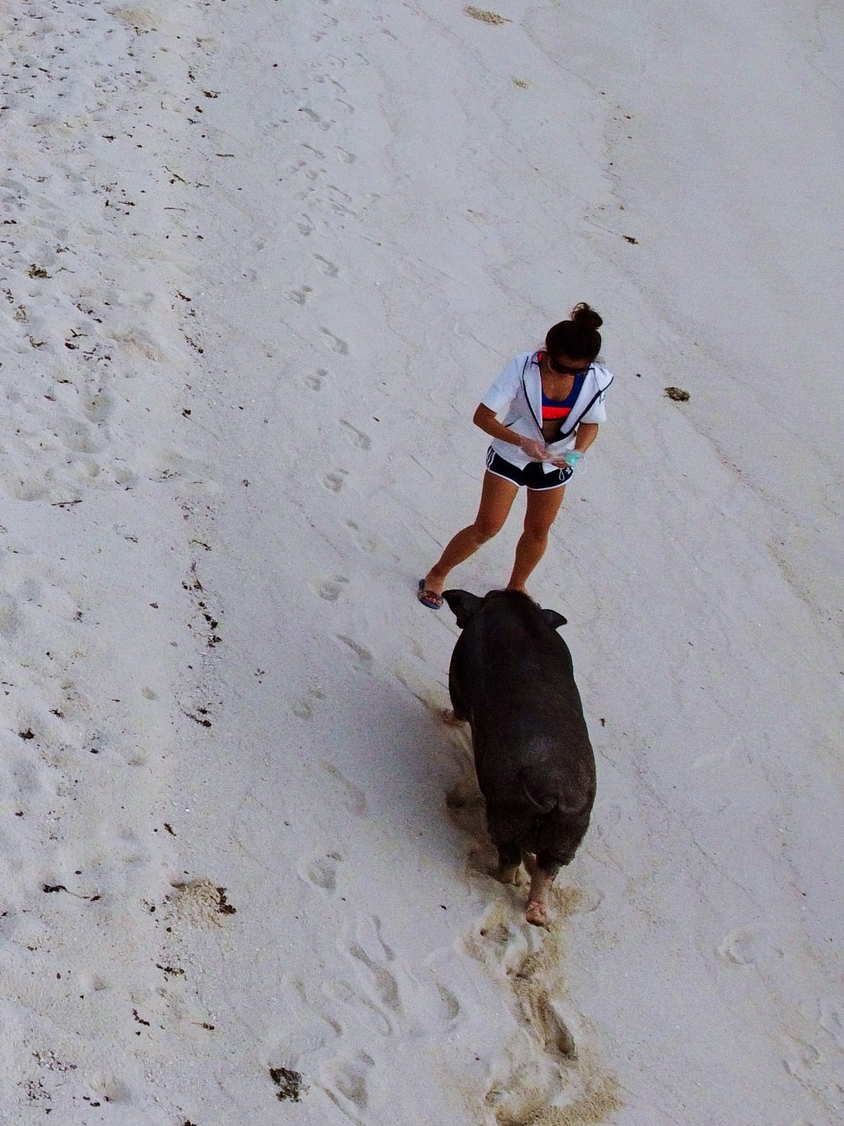 koh madsum pig island