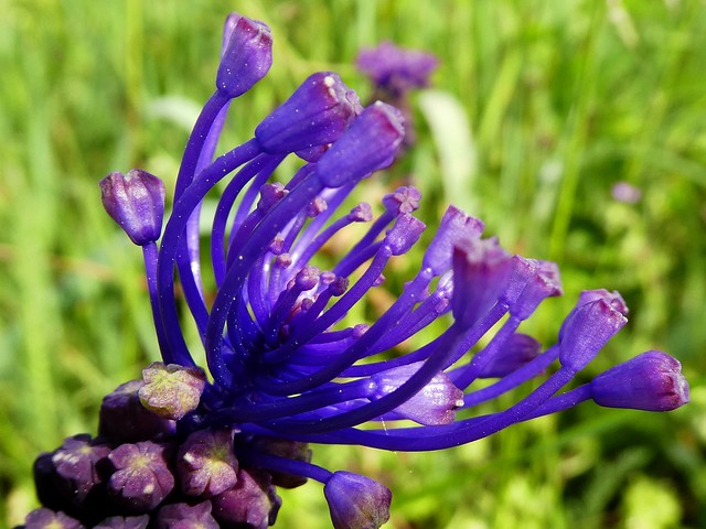 Muscari comosum - Muscari à toupet (FR) - Tassel grape hyacinth (UK) - Jacinto comoso (ES) - Kuifhyacint (NL) - Schopf-Träubel (DE) - Fjäderhyacint (SE) - Szafirek miękkolistny (PL) - Üstökös gyöngyike (HU) - Καλογήρια (GR)