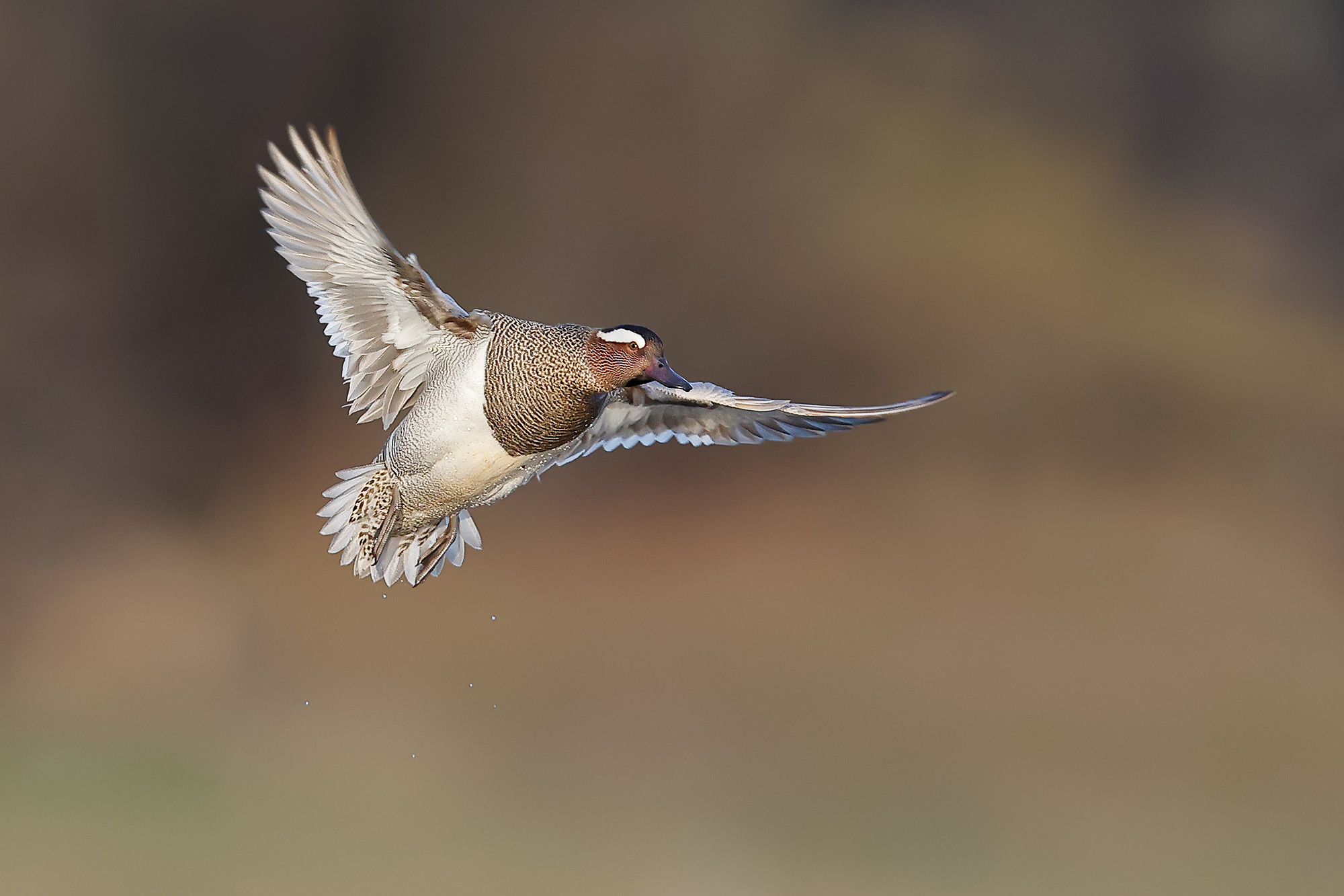 Spatula querquedula | Garganey | årta