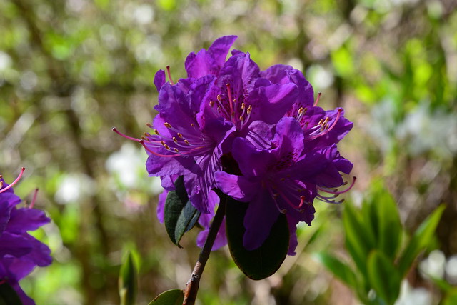 Rhododendron Species Garden