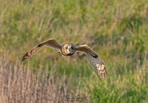 SEO 16 | by Dean Terry Photography