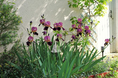 Voltigeur - Iris 'Voltigeur' - Ferdinand Cayeux 1934 51168286925_2bfe0c6aa9