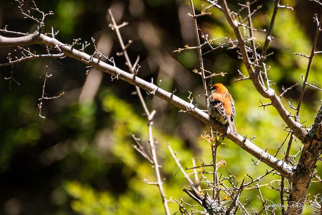 Russet Sparrow (PB2_4714)