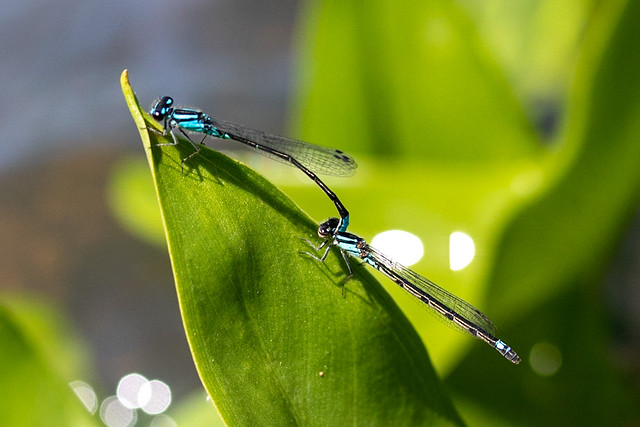 Common blue damselflies mating and laying eggs