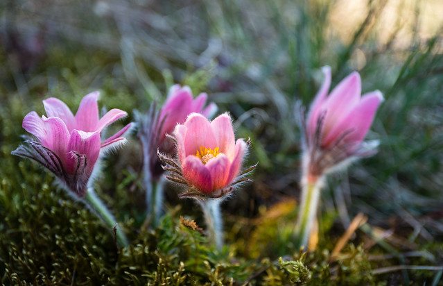 Focus on a rare and protected beauty: Pulsatilla Vernis - mosippa (seen around Stockholm)