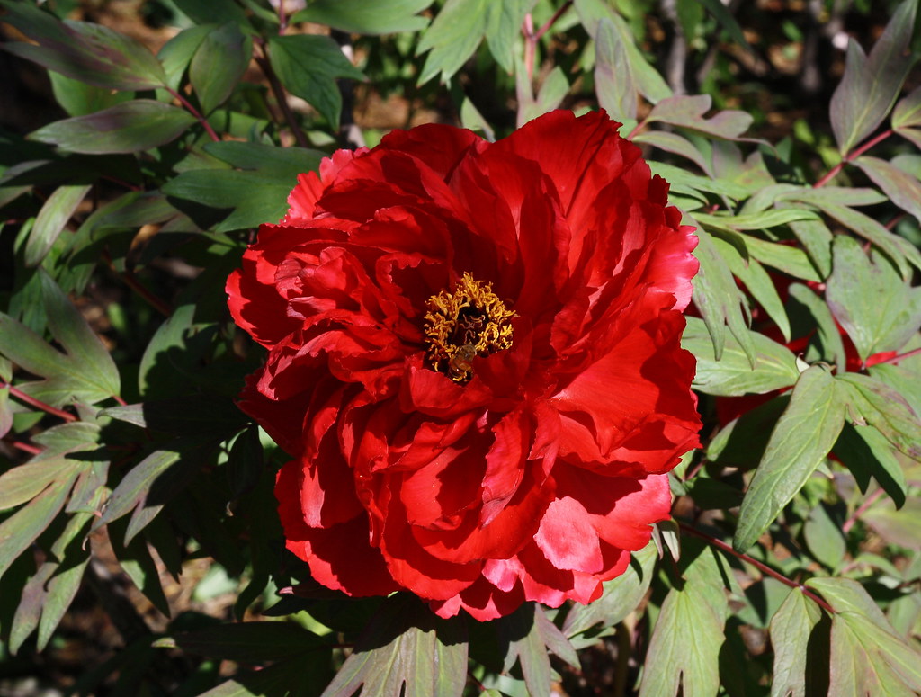 Red Peony with Guest
