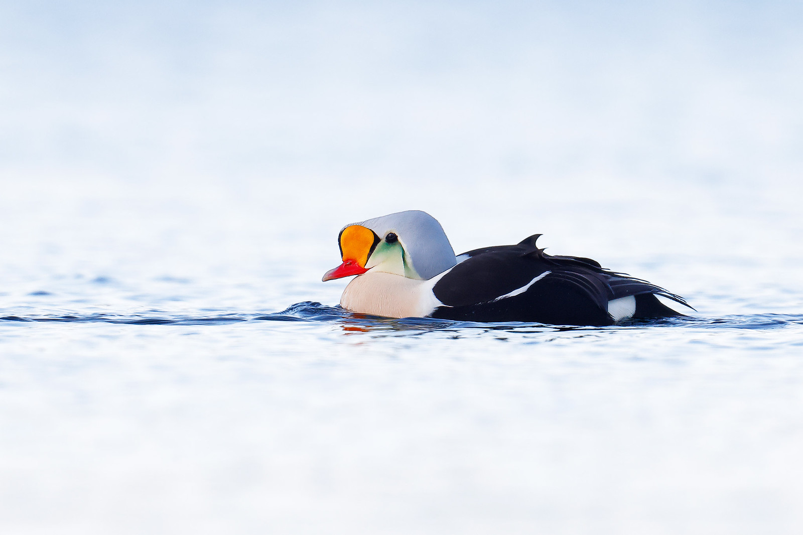 Somateria spectabilis | King Eider | praktejder