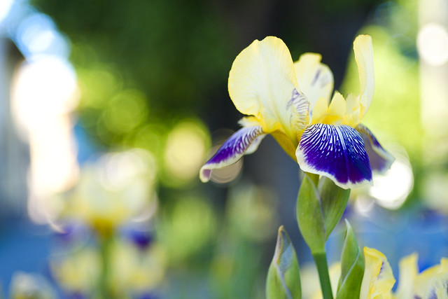 Yellow-Blue iris