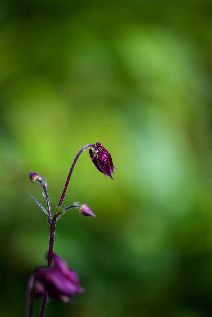 Aquilegia bud