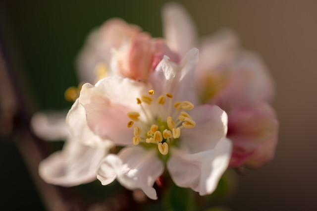 Close-up of the stamens on an apple flower