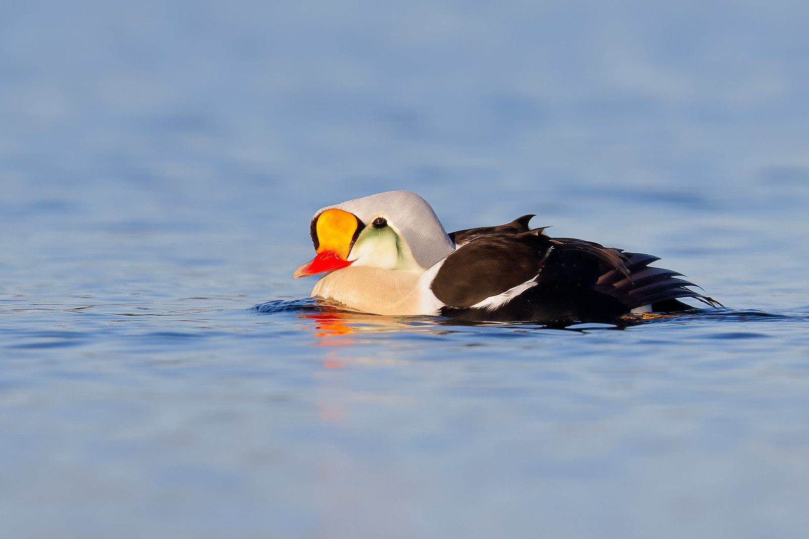 Somateria spectabilis | King Eider | praktejder
