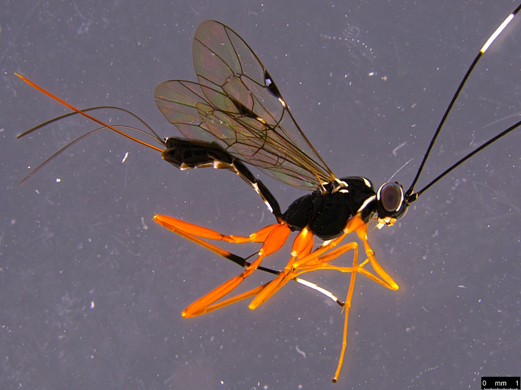 22b - Ichneumonidae sp.