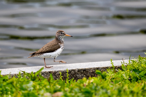 Constitution Gardens | by angela n.