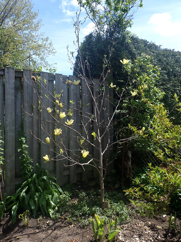 Magnolia qui fleurit d'un seul côté 51168920724_2e5c377077_c