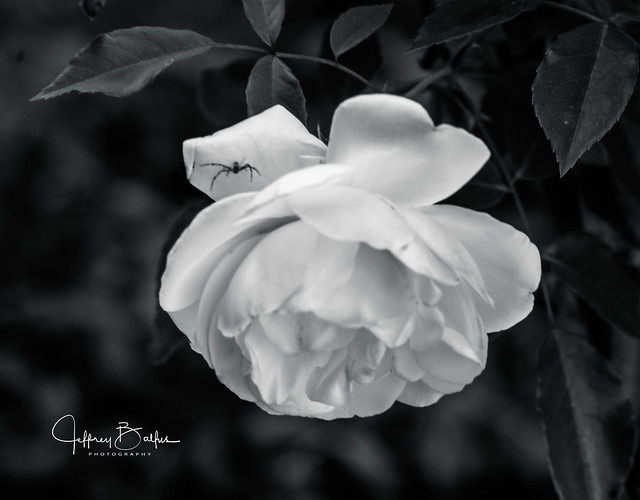 Rose Blossom with Spider b&w-744933