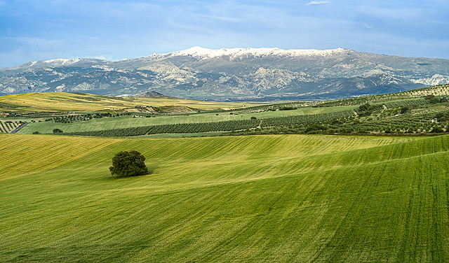Countryside of Granada, with Sierra Nevada in the background