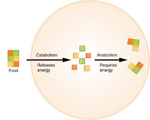 Figure 1.4.1 Metabolism | Anabolic reactions are building re… | Flickr