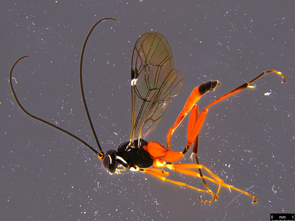 23a - Ichneumonidae sp.