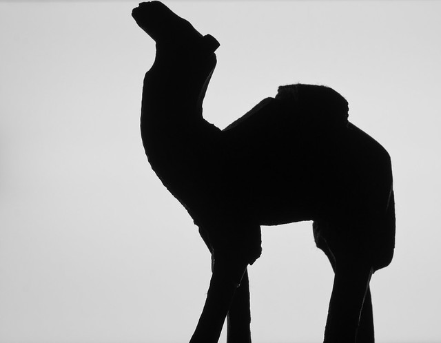 Shadow of a camel