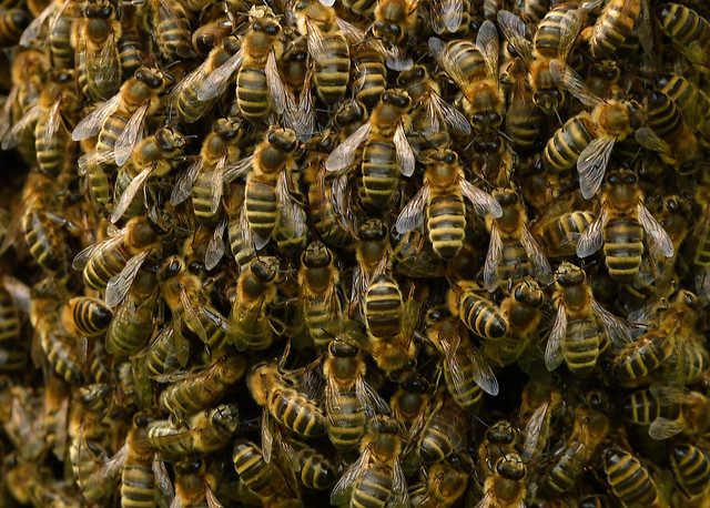 Honey bee bivouac