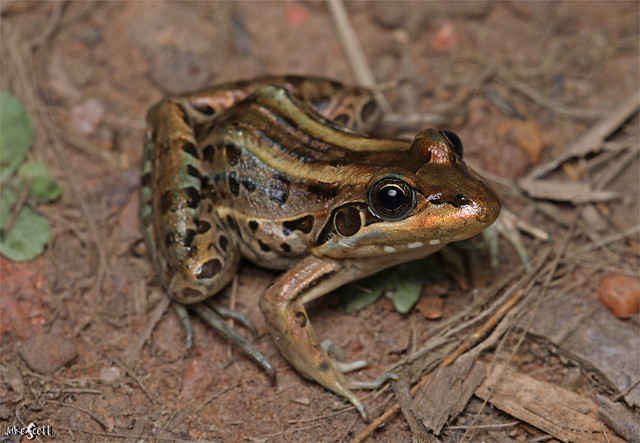 Criolla Frog (Leptodactylus latrans)