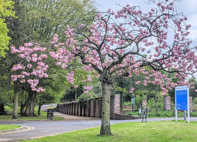 Pink Spring blossom in Preston
