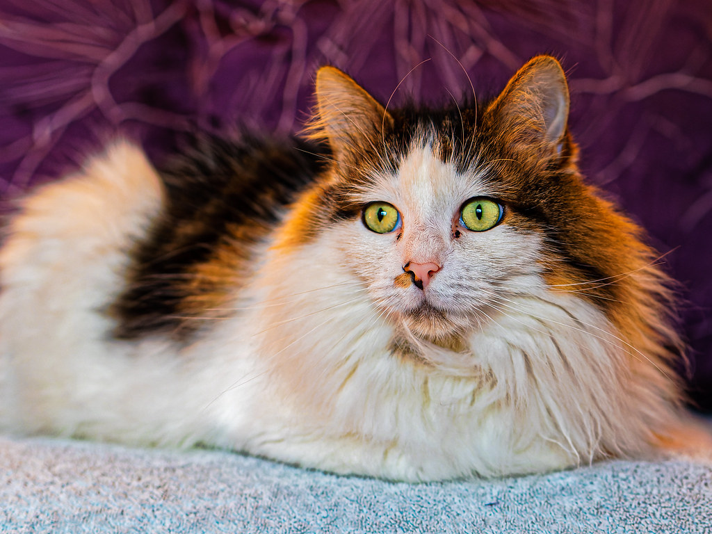 Cat Portrait (Tilly the 3-legged Cat) (Olympus OM-D EM5.2 & Leica DG Nocticron 42.5mm f1.2 Prime)