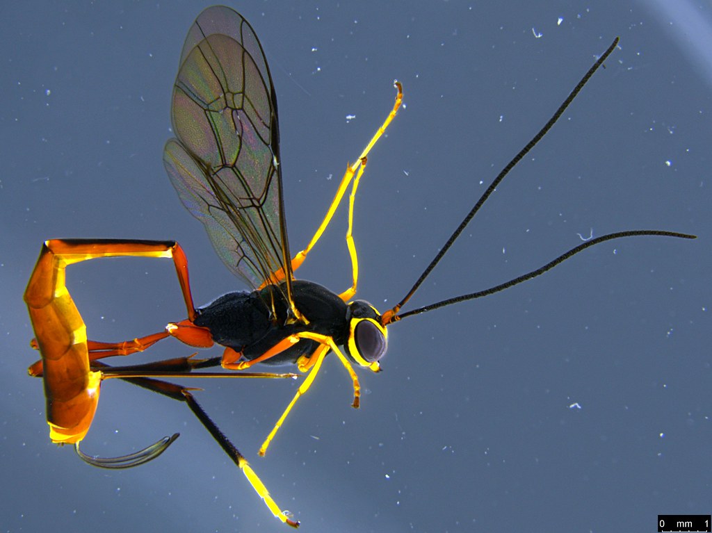 21 - Ichneumonidae sp.