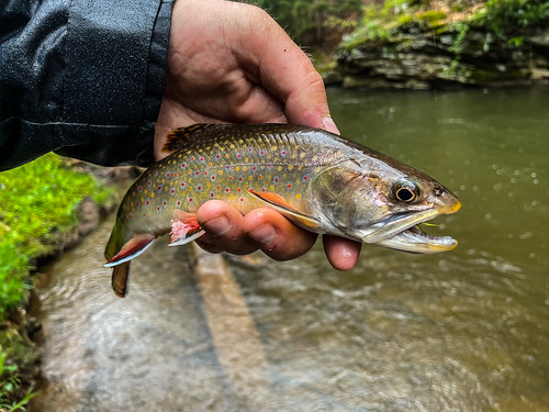 Photo of brook trout
