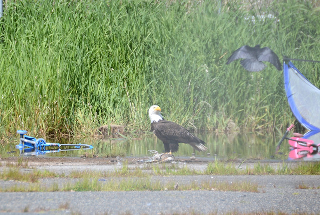 Crow vs Eagle eating Heron 2 :( through chain-link fence