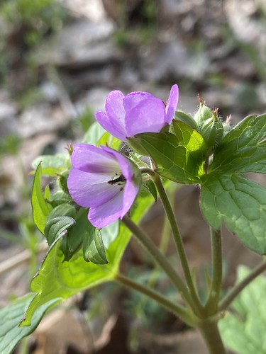 wild geranium? | by Zulma ()