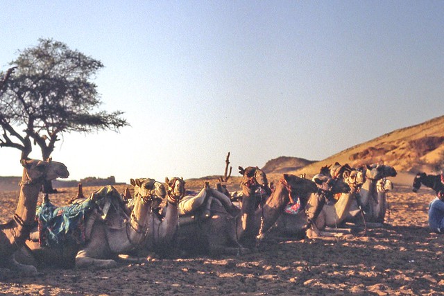 EGYPTE 1980 - Camelides
