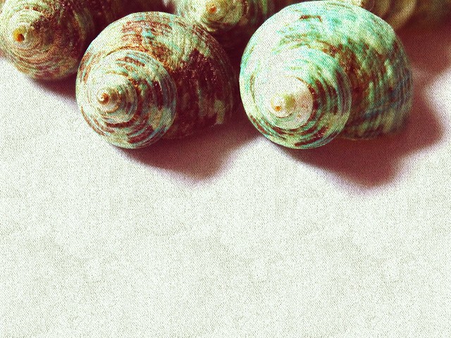 Pretty Little Shells