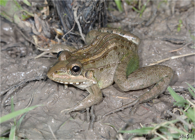 Miranda's White-lipped Frog (Leptodactylus macrosternum)