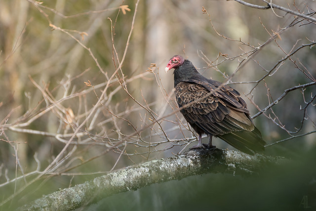 Urubu à tête rouge // Turkey Vulture