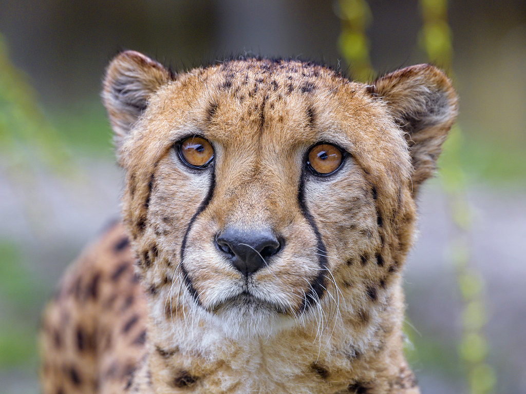 Cheetah with big open eyes