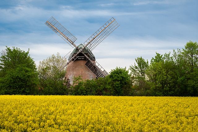Windmill in the rapeseed field
