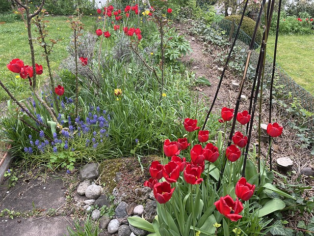 64 rote Tulpen verabschieden sich